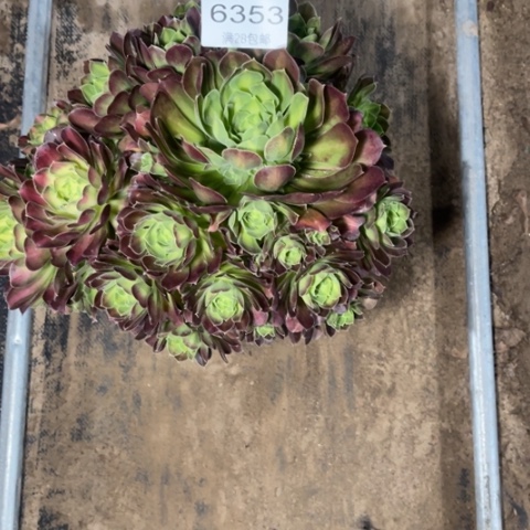 韶华变异多肉多肉6353