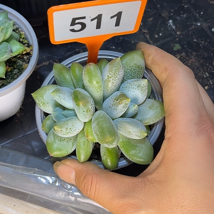 多肉植物胖体哥特511