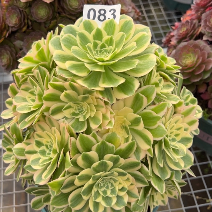 083碧玉20厘米左右