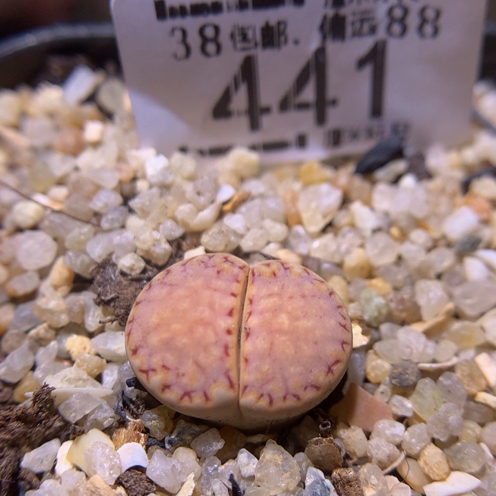 Sss精品生石花441