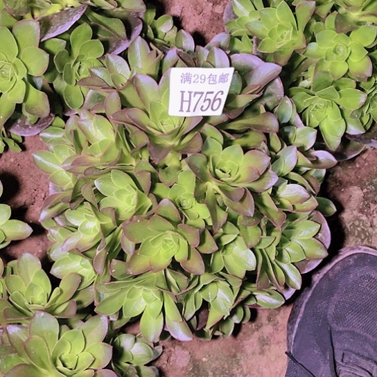 756魅金玫瑰多肉植物