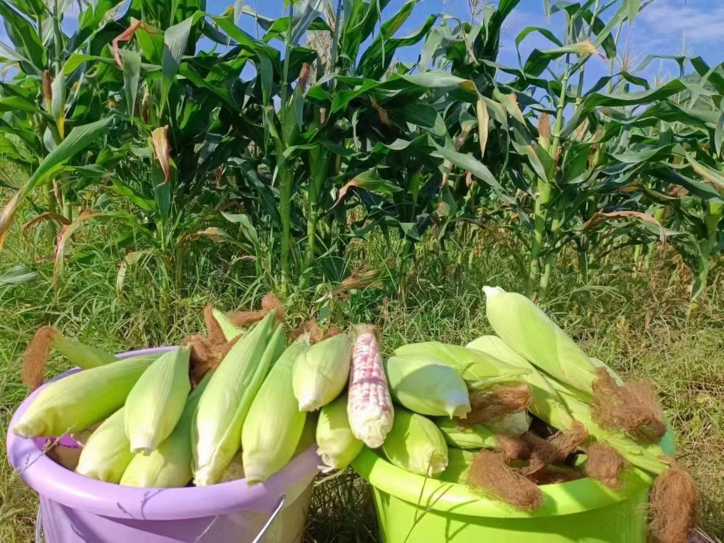 宁远当季新鲜带皮甜糯玉米清甜香糯包邮