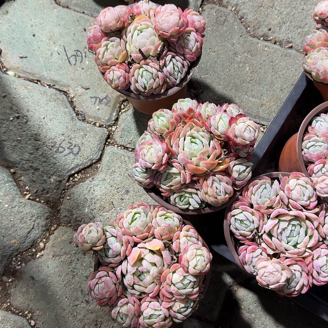 胭脂贝瑞多肉植物精品