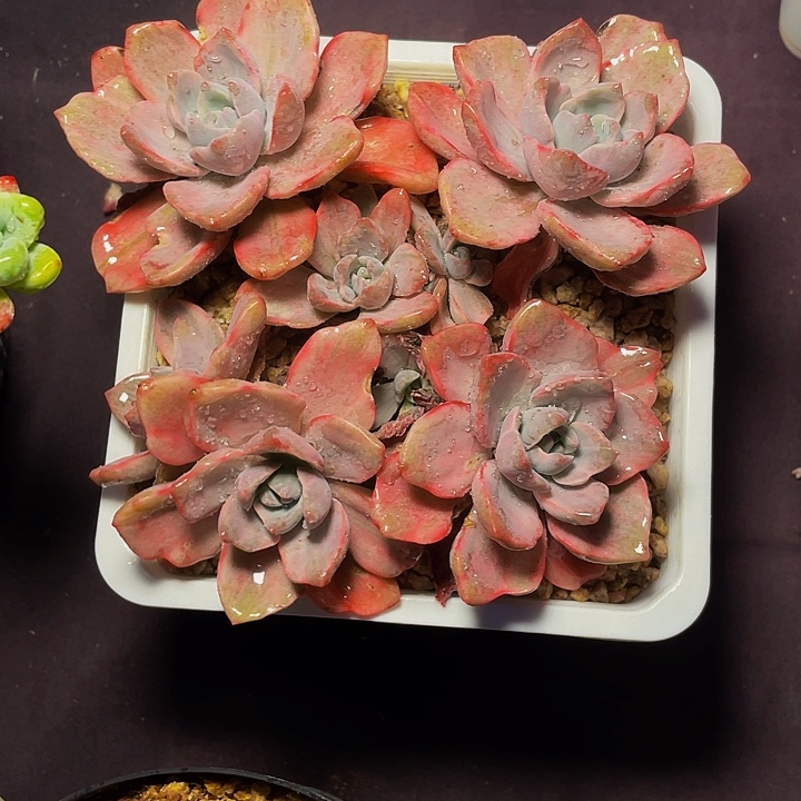 春***实多肉植物多肉彩虹糖锦