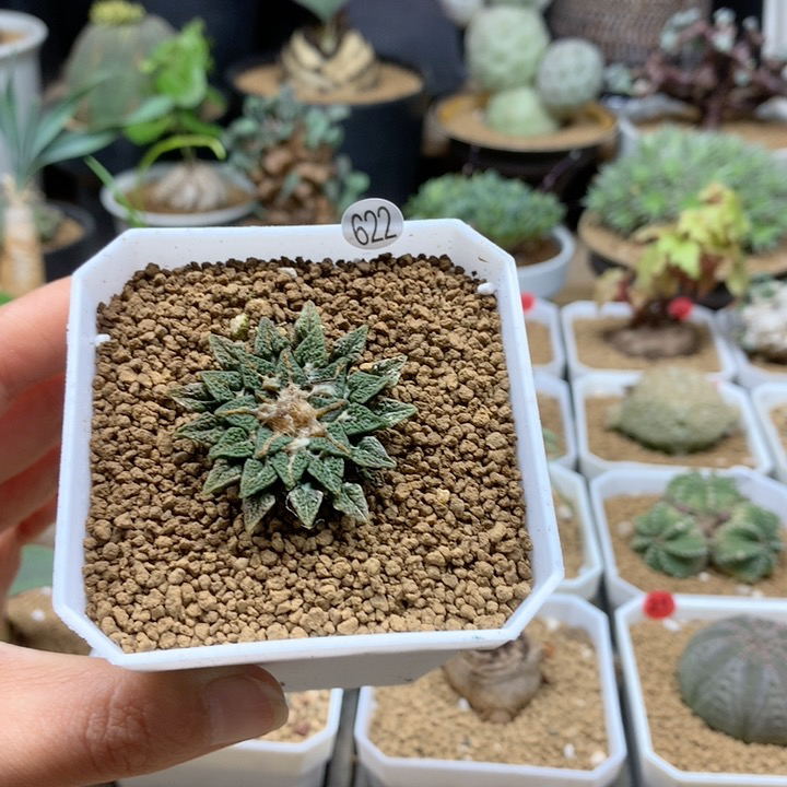 黑牡丹实生仙人球脱土