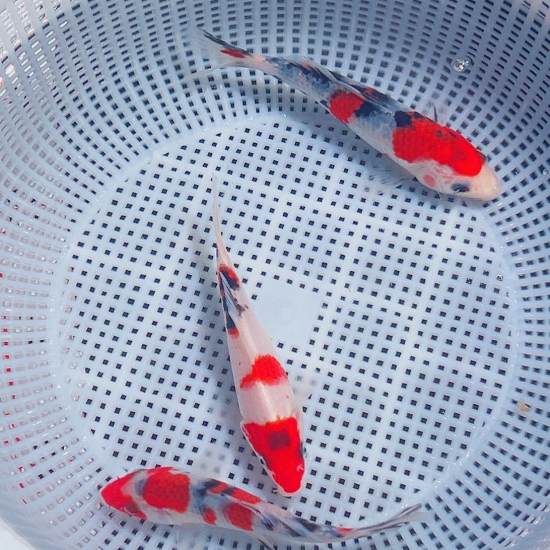 锦鲤锦鲤观赏鱼8888