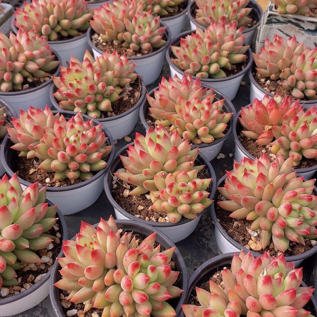 量拍131号 岩字大双头一个