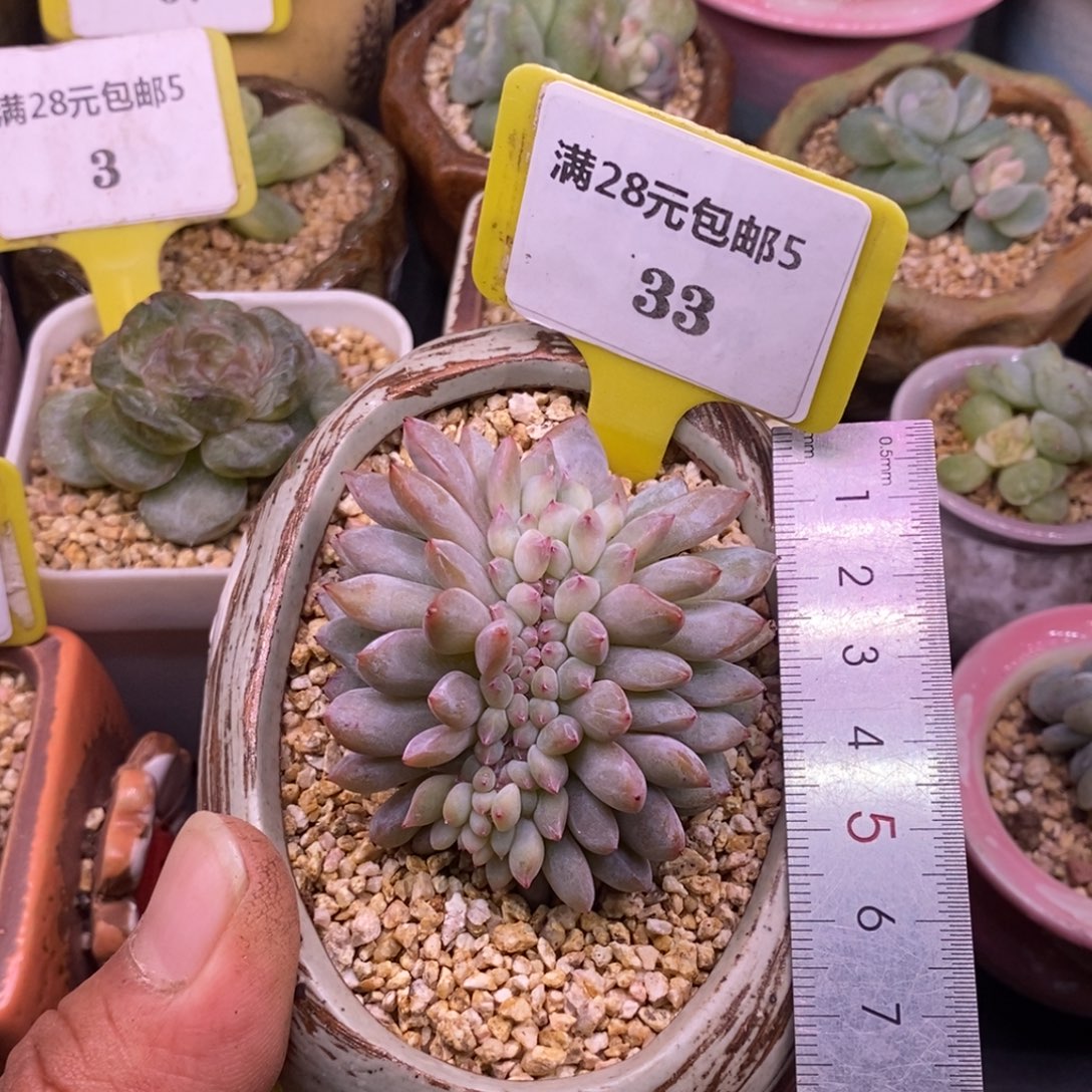 533小叶星影缀化…………