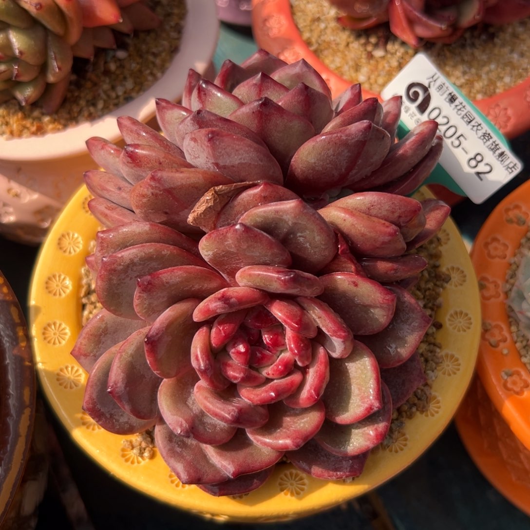 多肉一物一拍0205-82