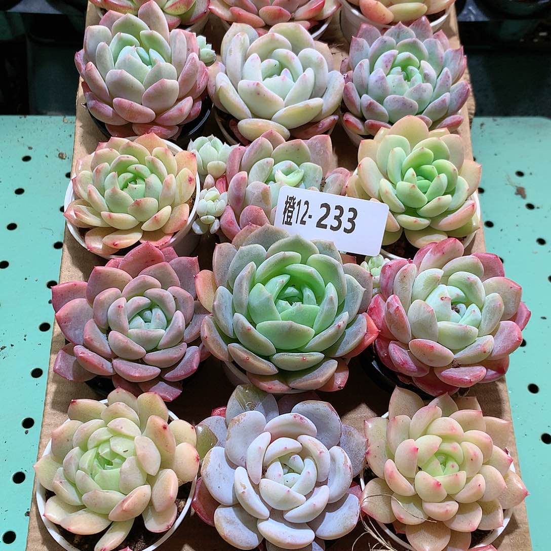 12-233一物一拍带盆18颗。