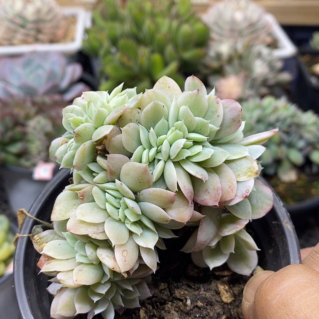 22149 小白龙覆轮锦缀