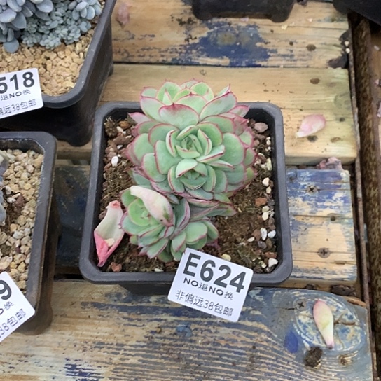 牡丹亭朵朵624 亏本处理退款拉黑需延时发货