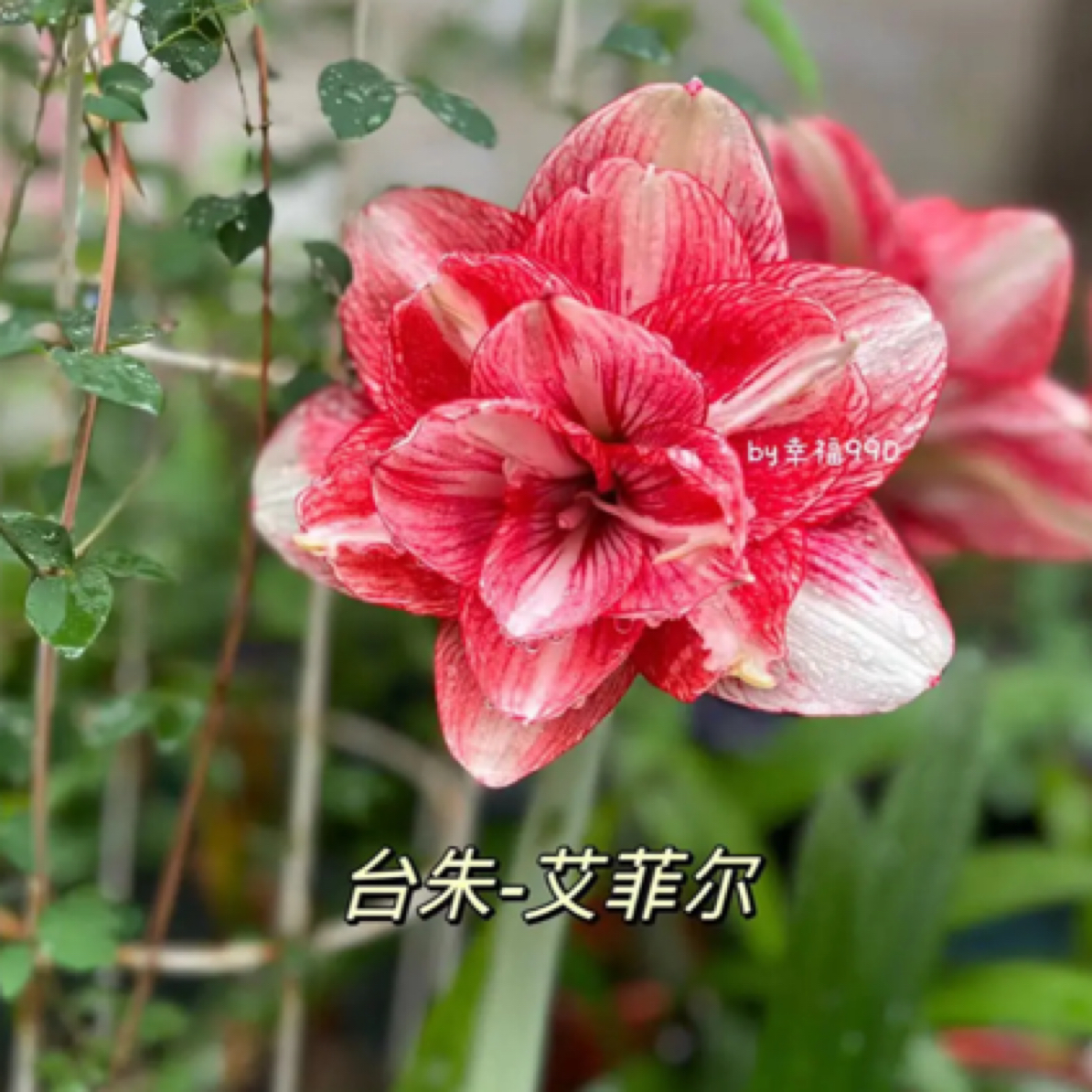 艾菲尔朱顶红，球根花卉