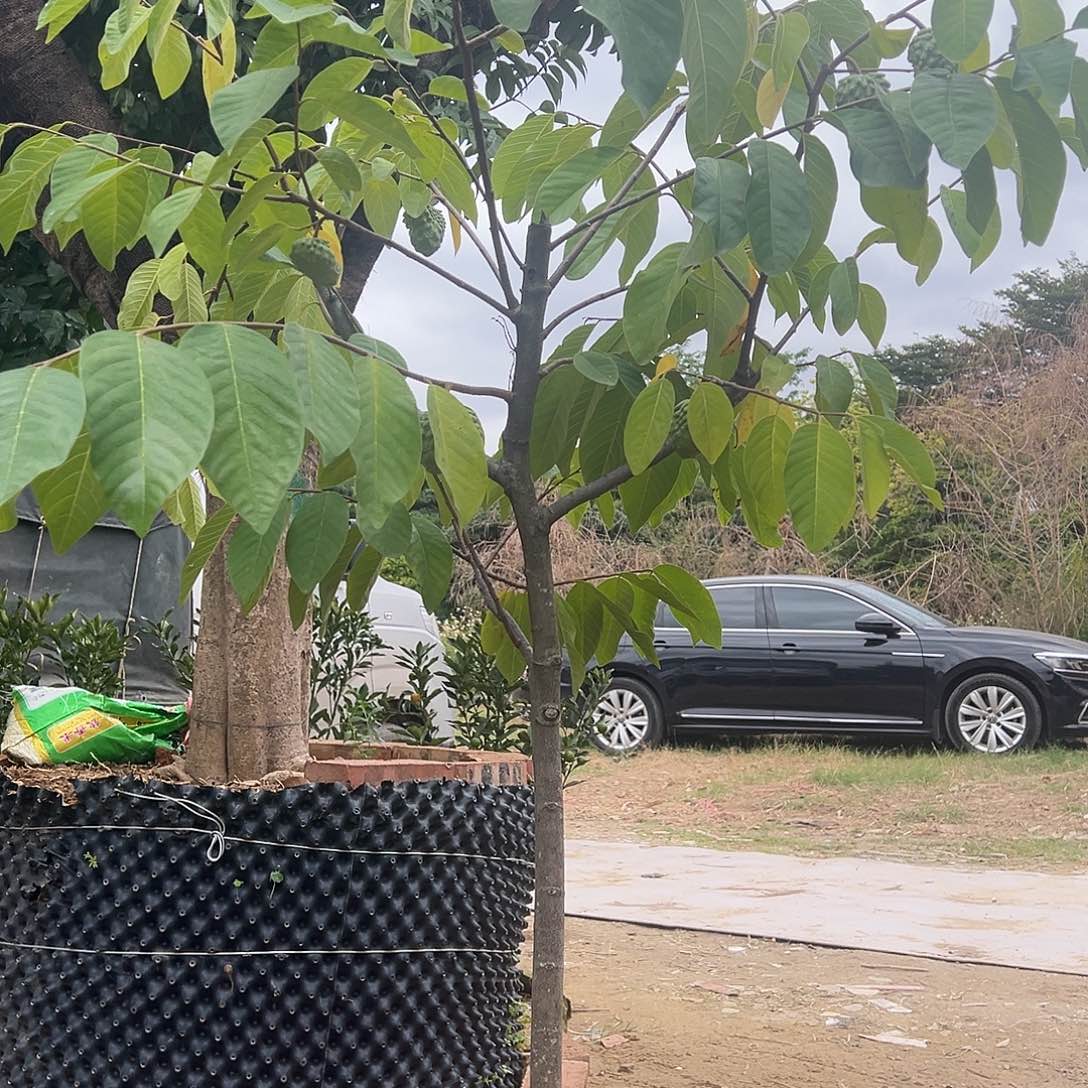 伍***完全开放果树果树2222222