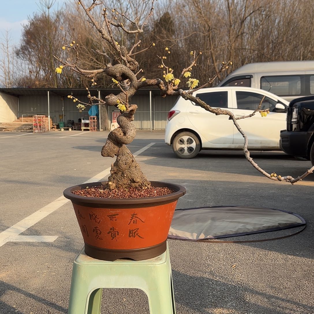 无花朵腊梅盆景造型盆栽花卉