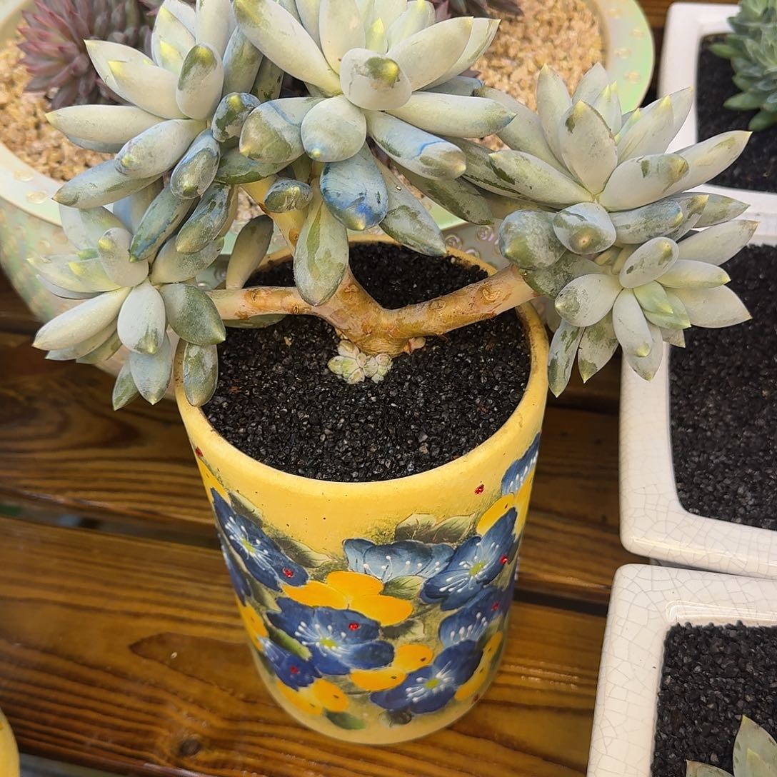 微***子啦啦啦啦啦啦啦啦