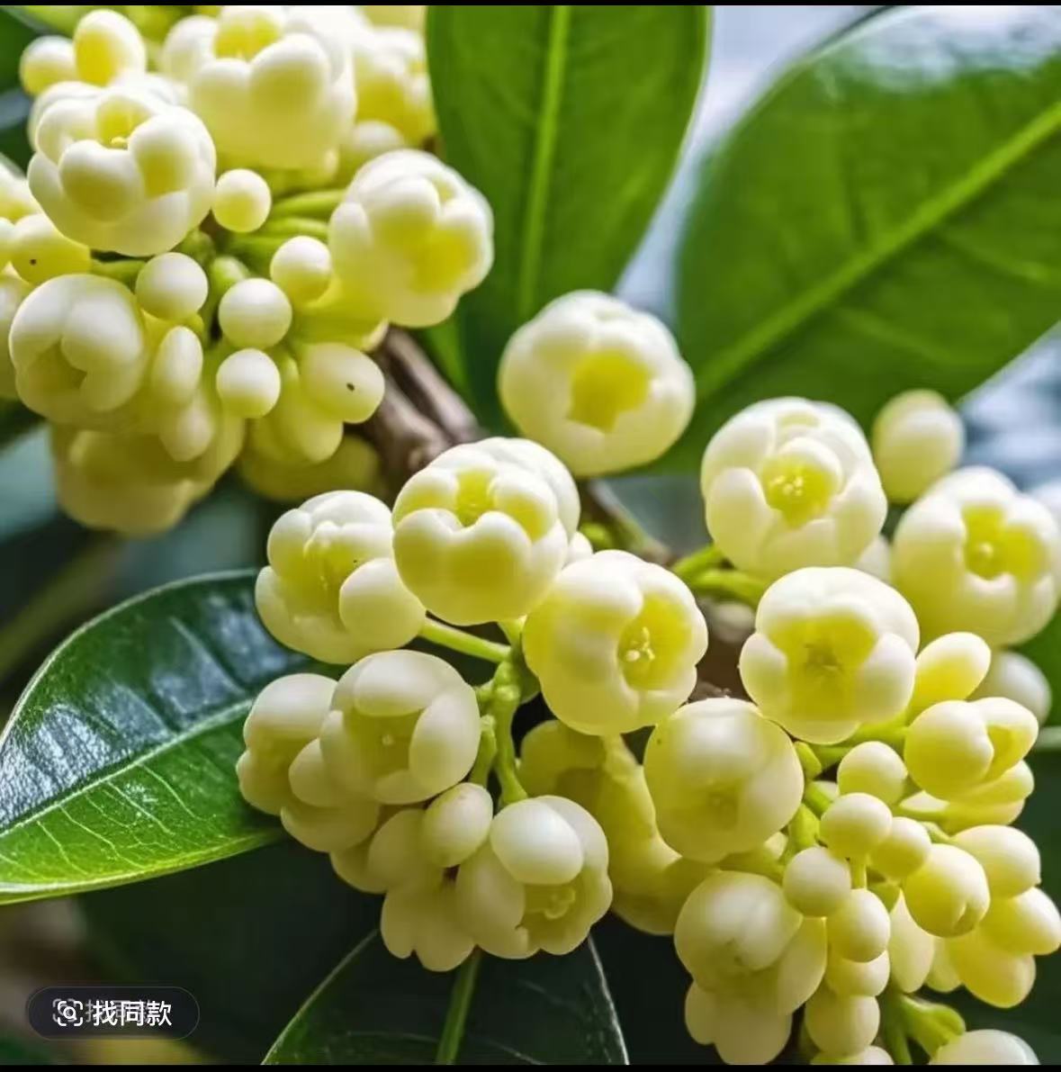 【带花苞发货】佛鼎珠桂花四季开花耐寒耐热易种好养