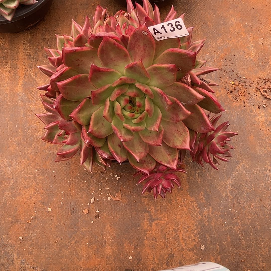 若如东云筐拍A136