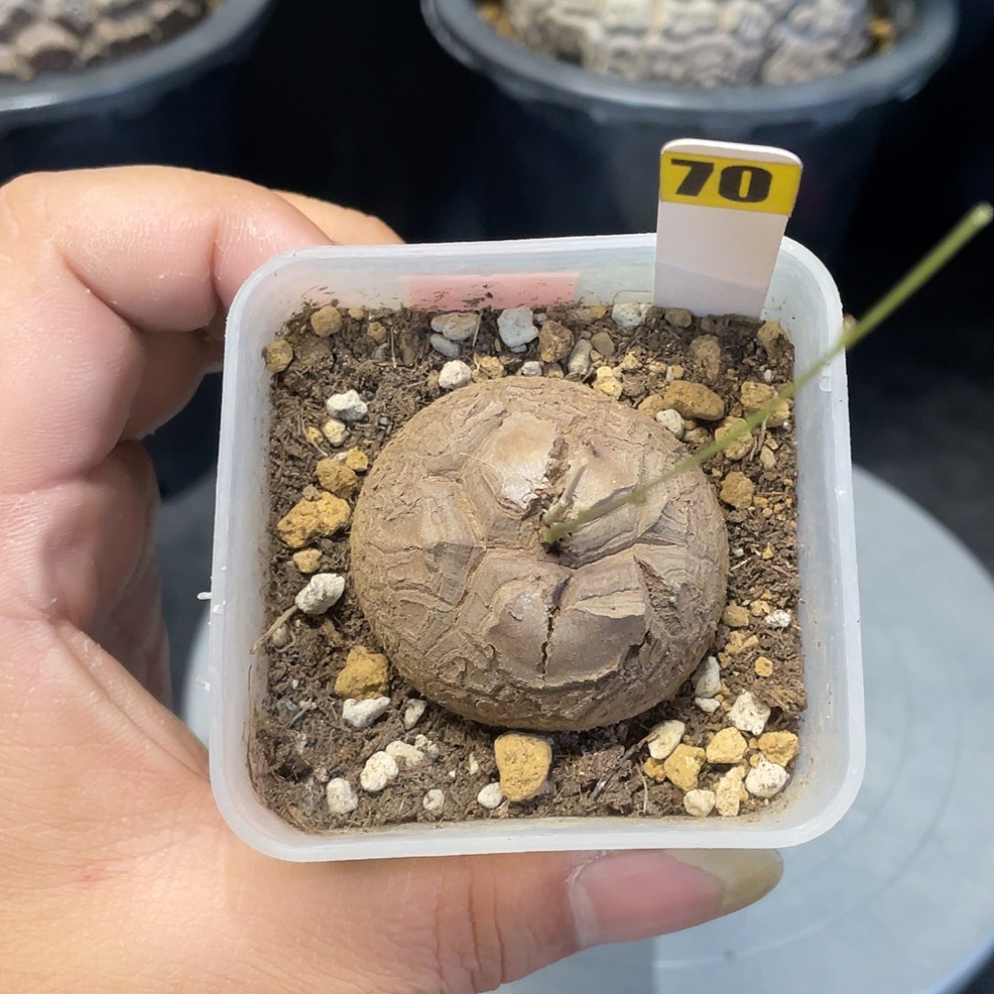 龟甲龙70号不退换