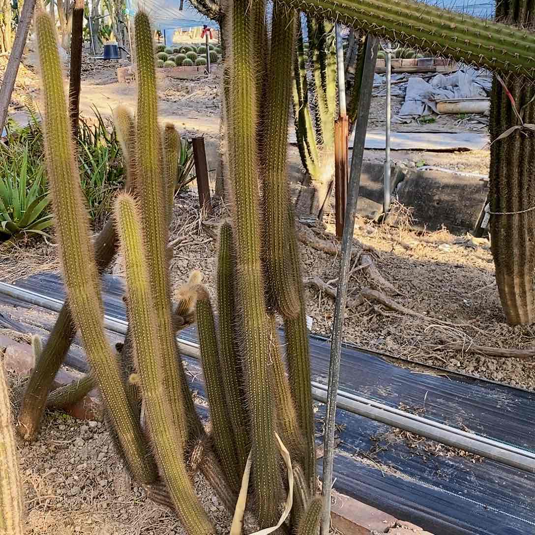 若*柱子一群1111111111