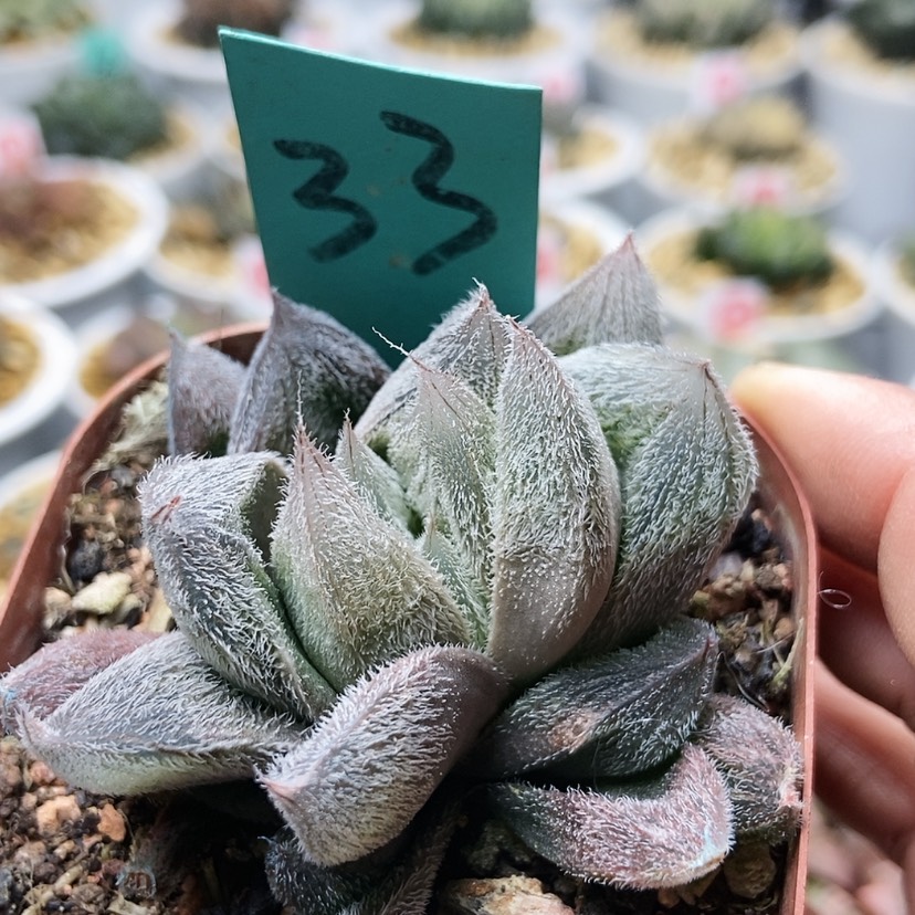 【闪购商品】33大型毛玉露