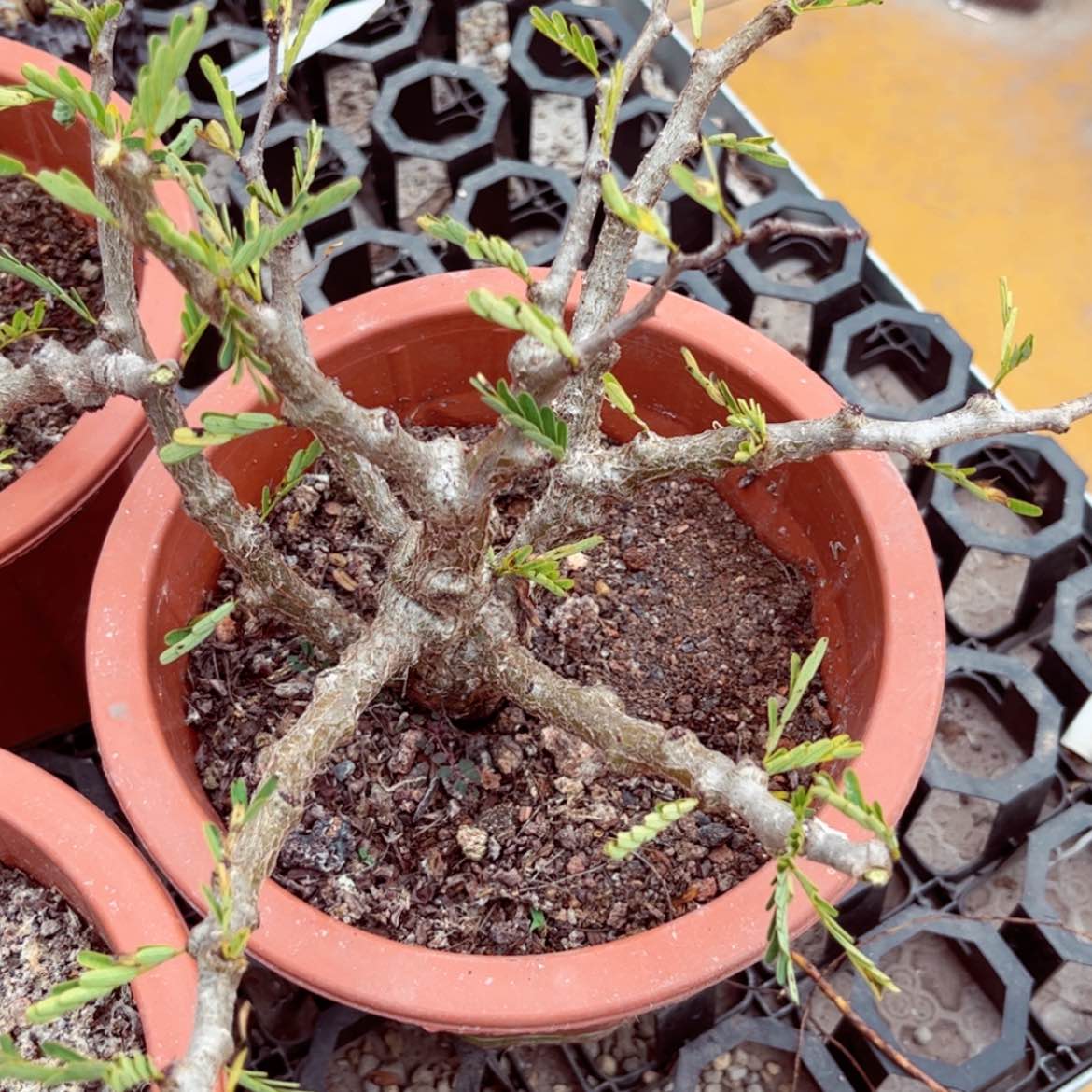 【闪购商品】沙漠苏木