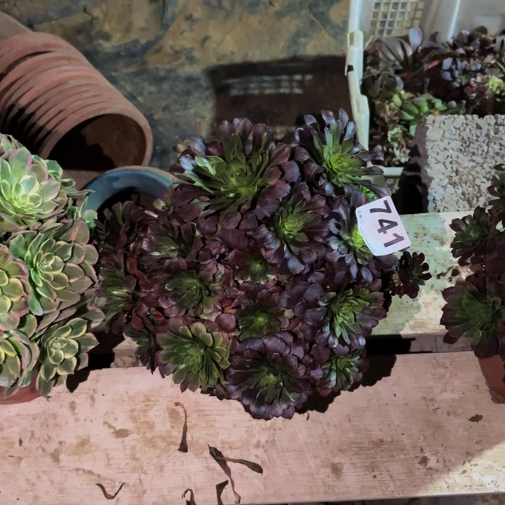 741莫兰迪多肉植物不售后