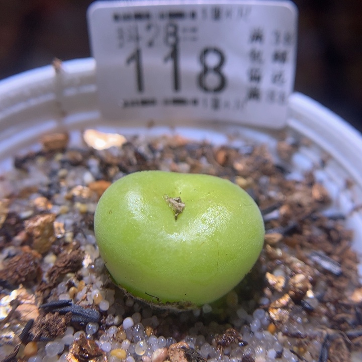 精品生石花28.118