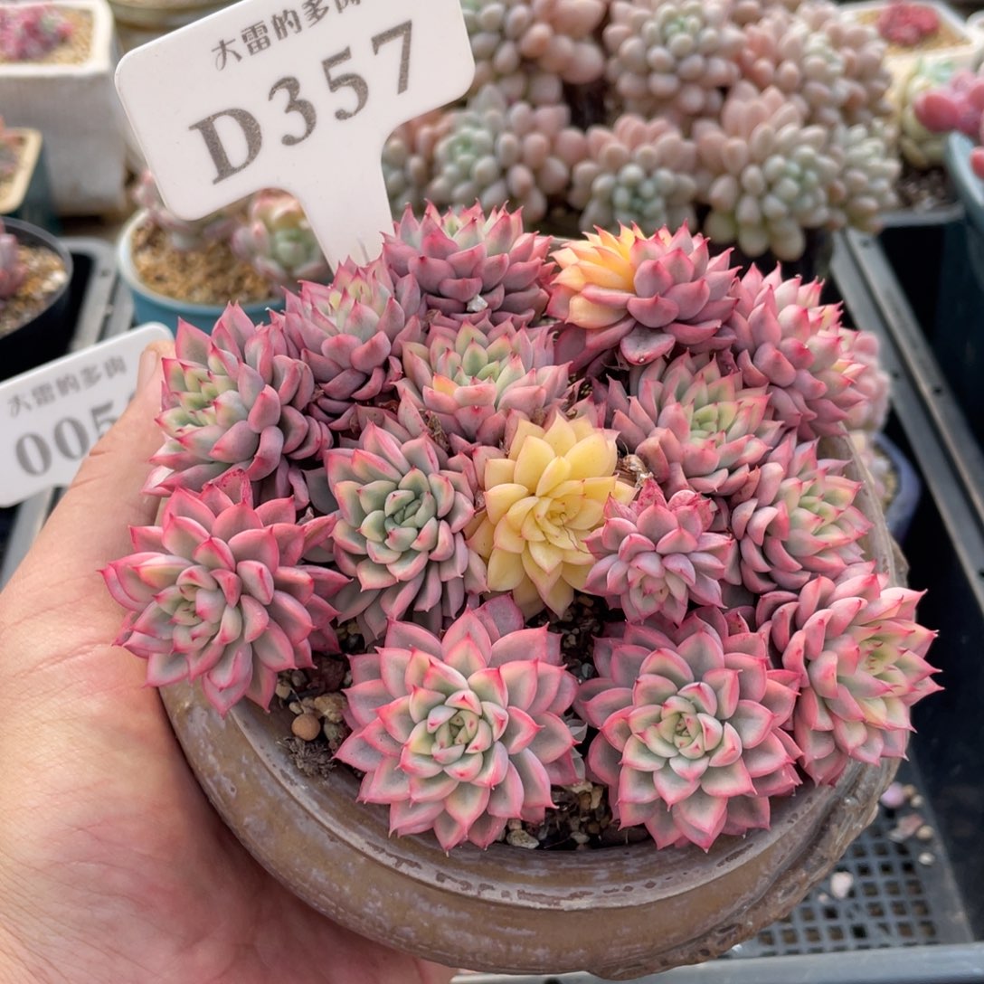 357女雏锦不带盆13厘米