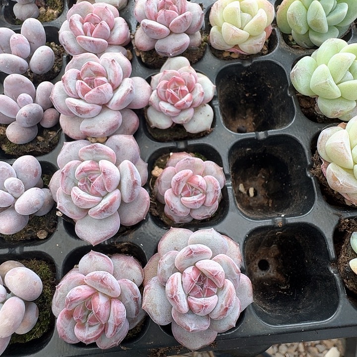 星影多肉植物10棵