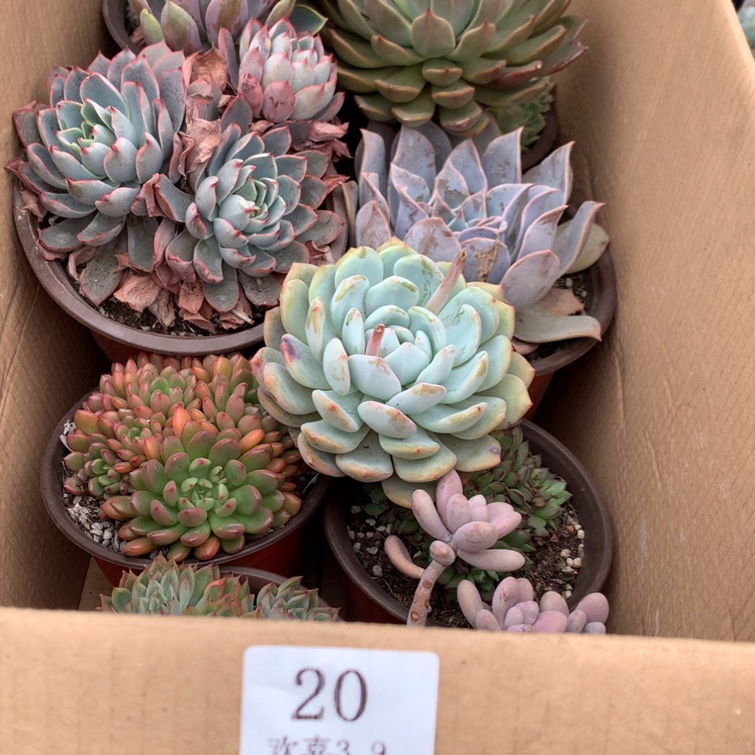洪*20一箱十棵不重复