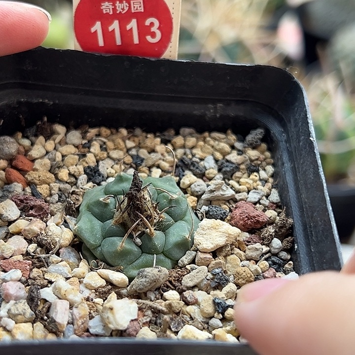 实生玛格丽特娇丽2.7cm