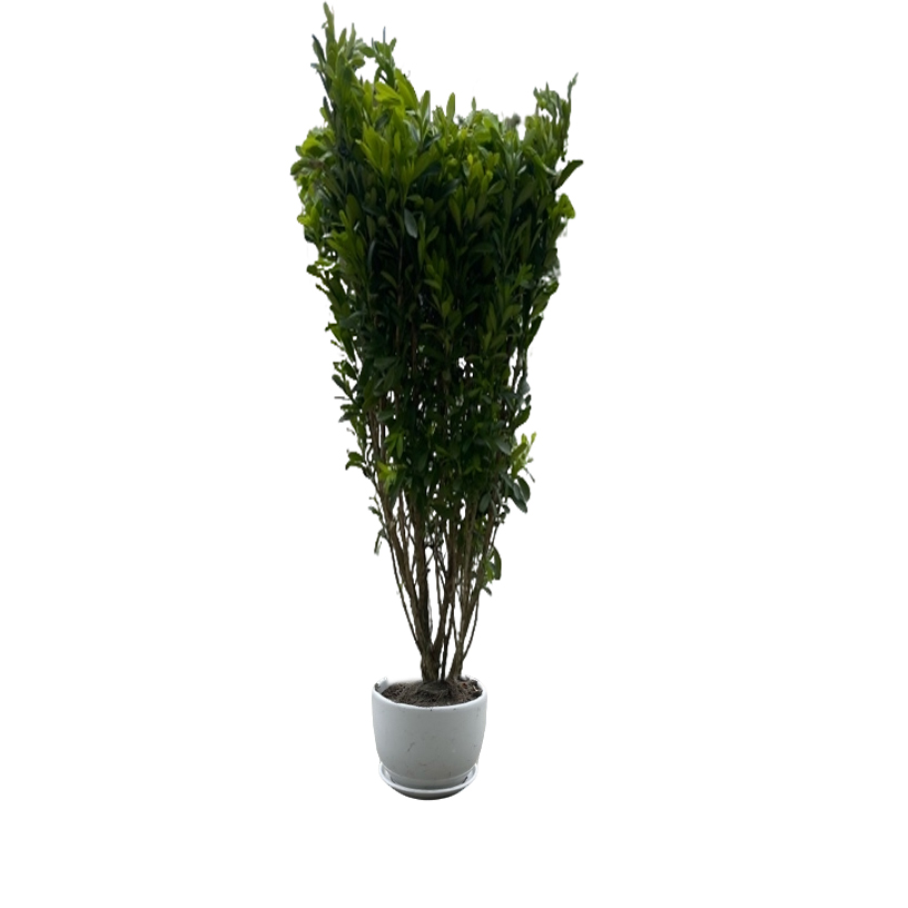 小叶雀舌黄杨 精品黄杨 木质细腻 纹理优雅 四季常绿 基地直发