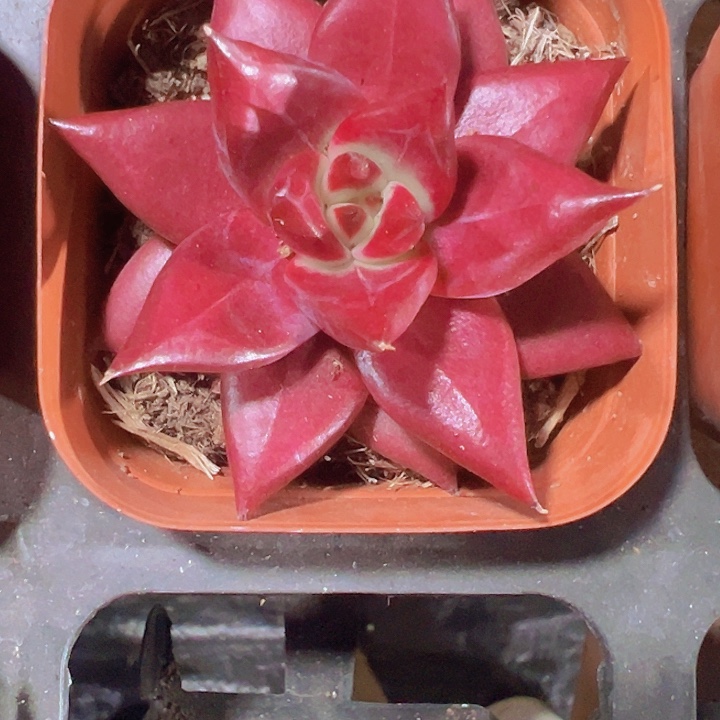 罗宾精品多肉植物大战