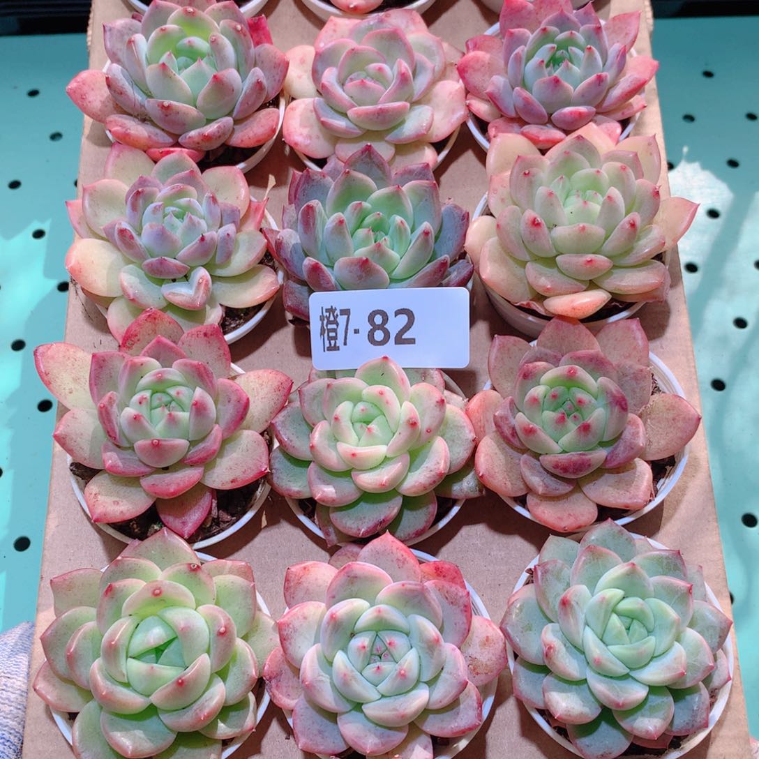 7-82一物一拍多肉带盆18颗