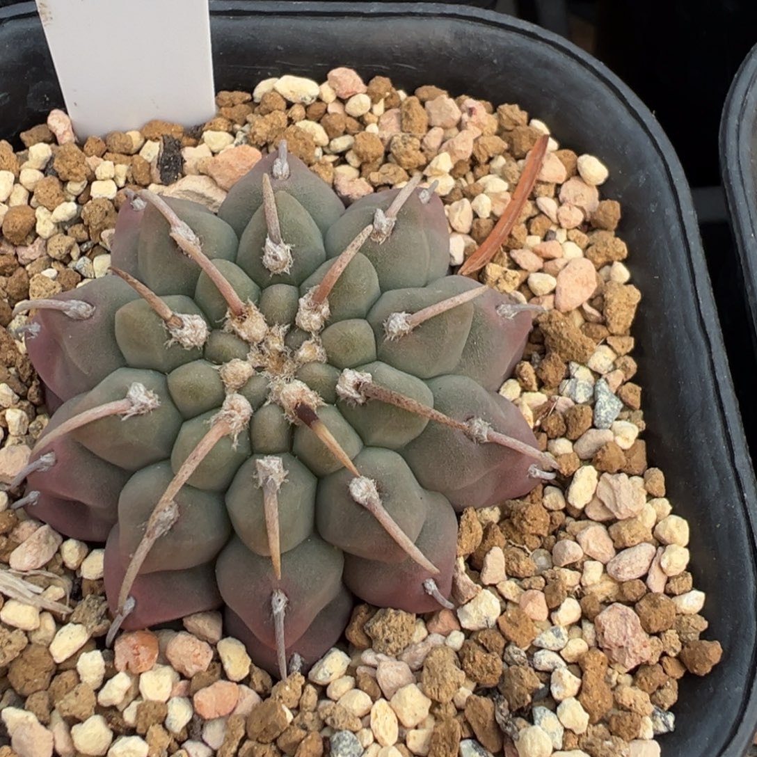 509实生根一本刺多肉植物带盆土