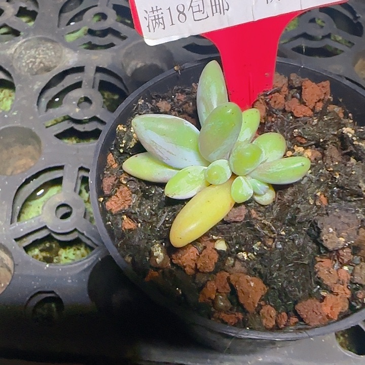 企鹅586多肉植物