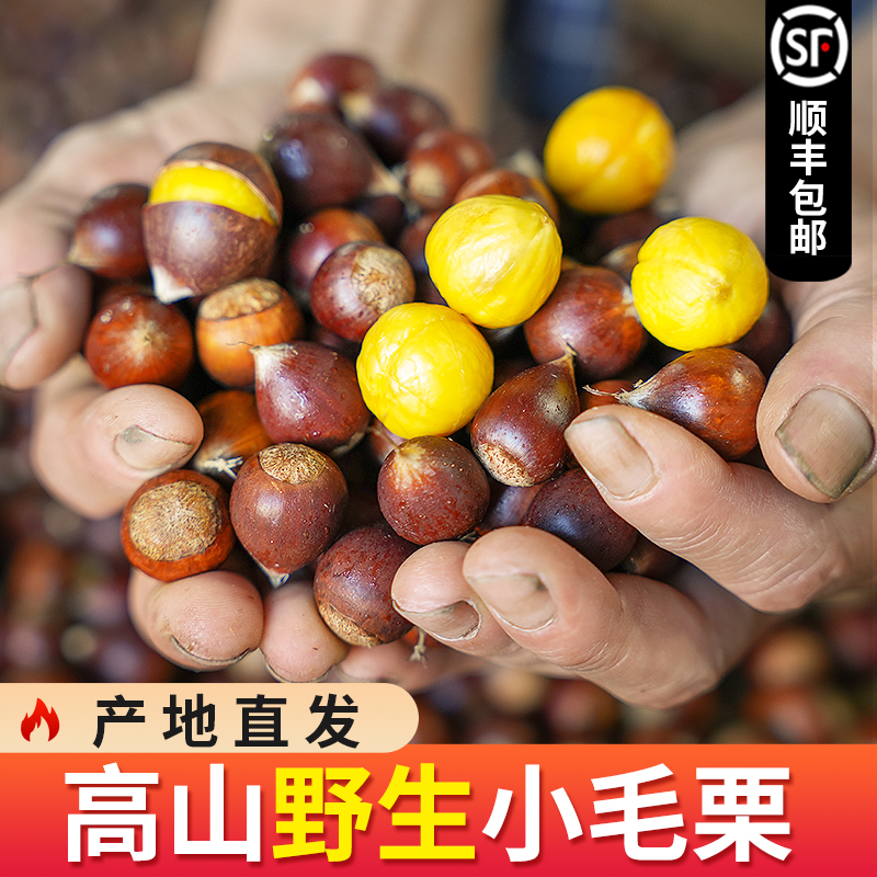 福建建瓯野生小毛栗 锥栗土品种很小但很甜