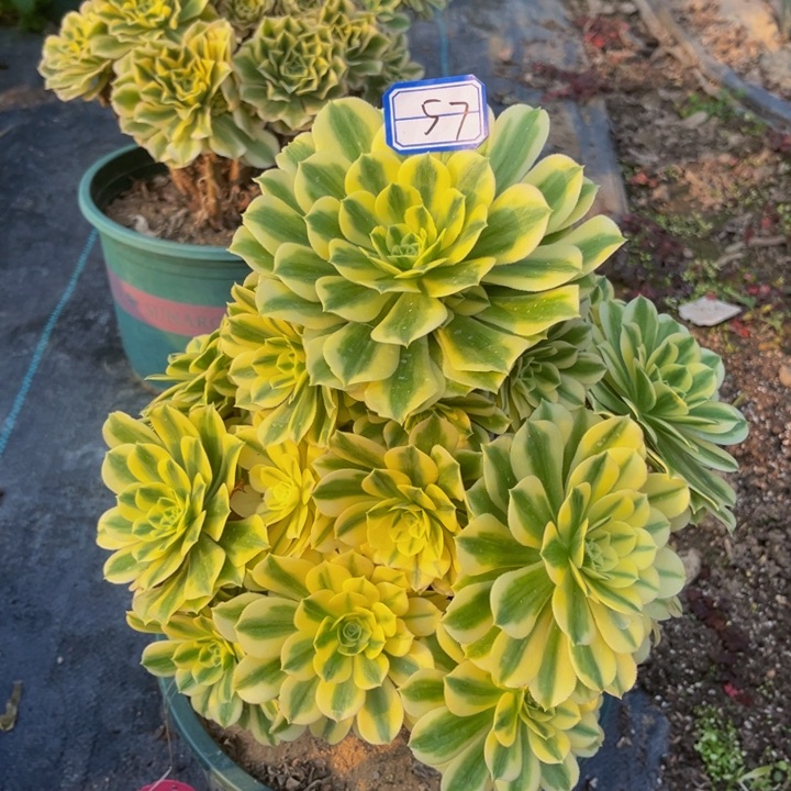 迈巴赫多肉植物老庄