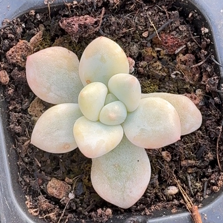花斑鹿锦一物一拍