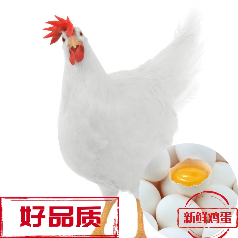 刚开产白来航 3 斤左右白壳蛋整鸡发货