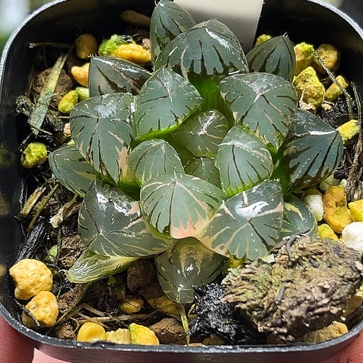 108龙爪玉露锦头家多肉十二卷