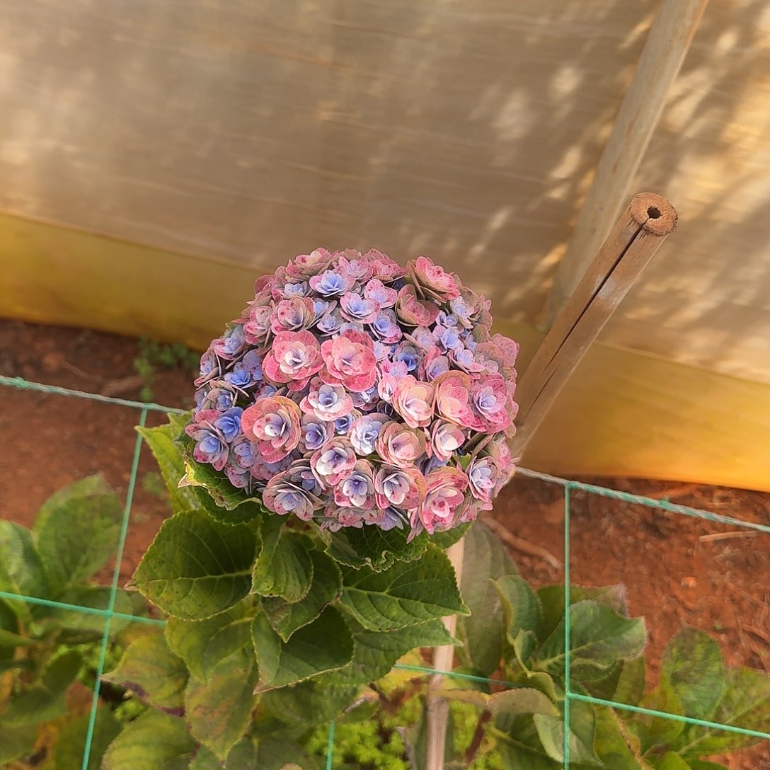 大部分花苞少量开放4