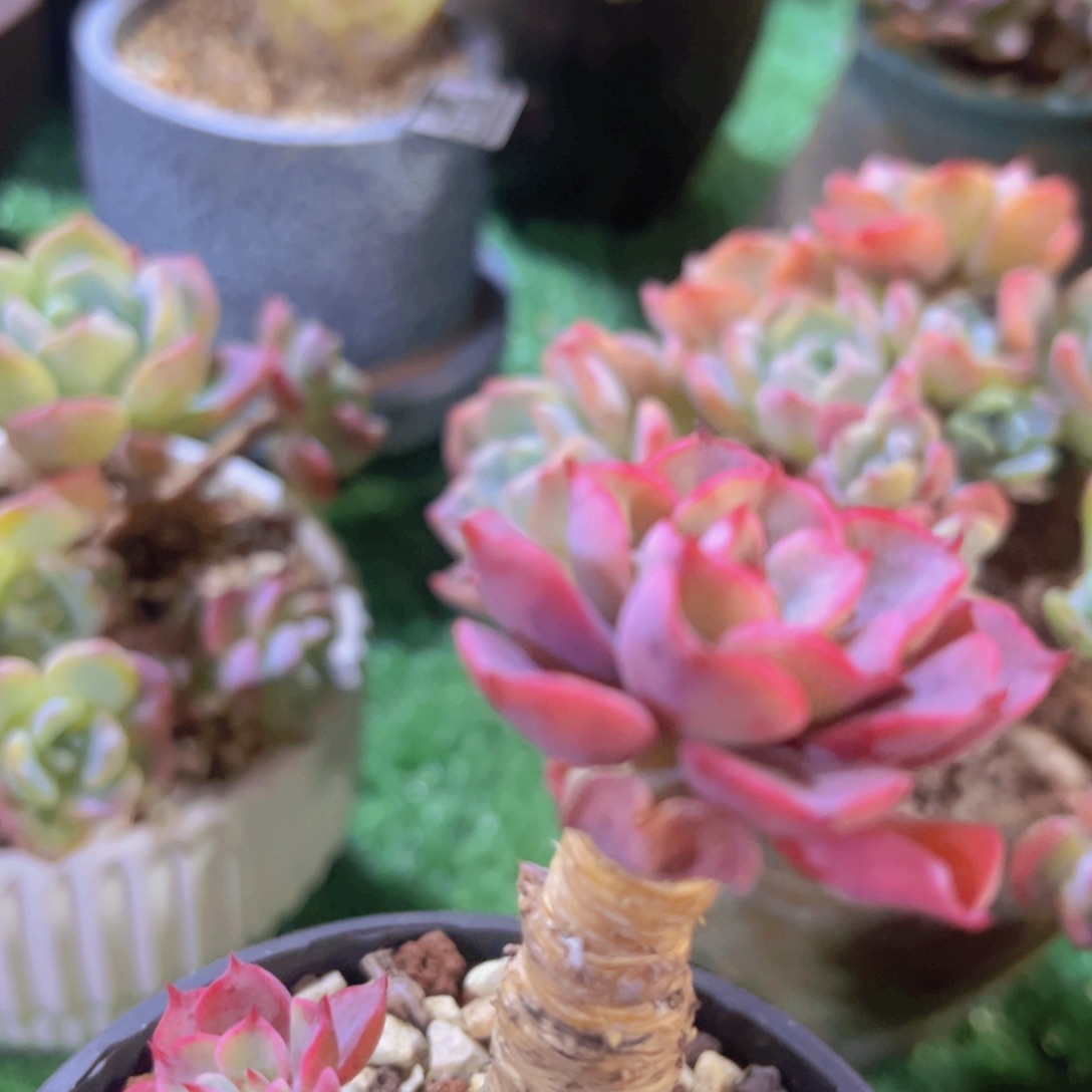 不知名03209多肉植物