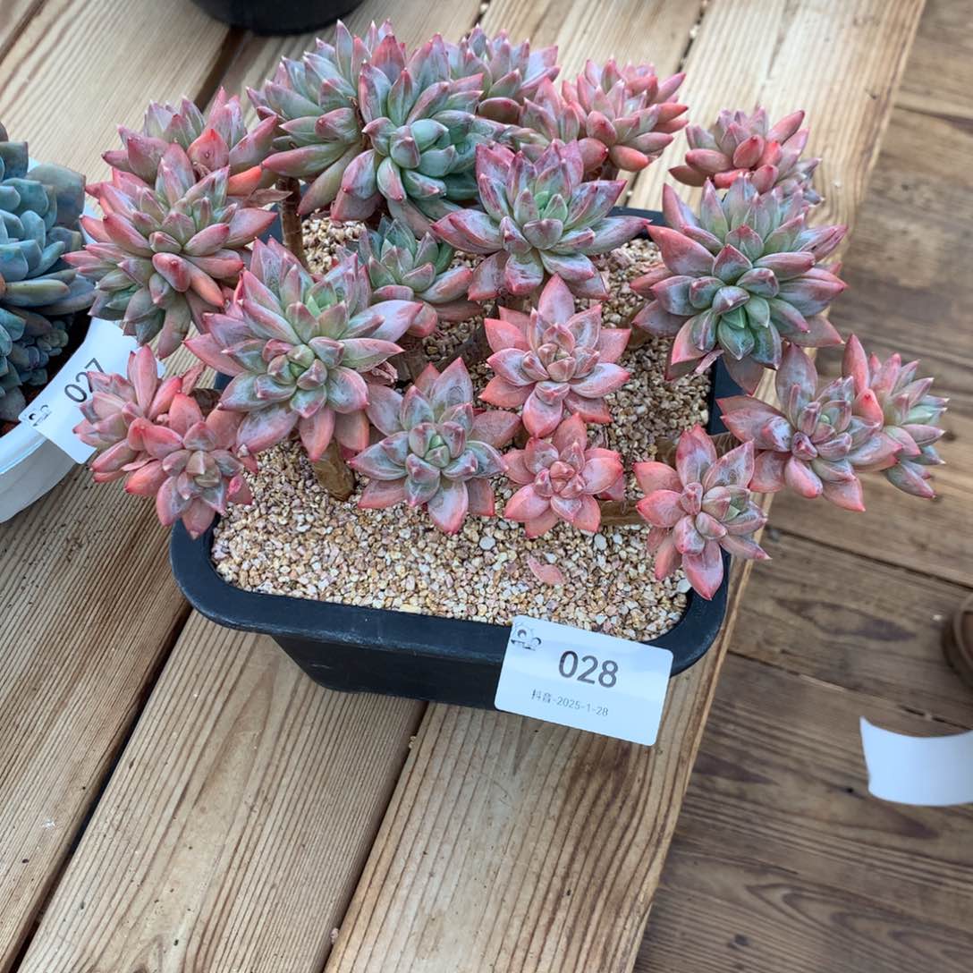 23cm美人大群多肉