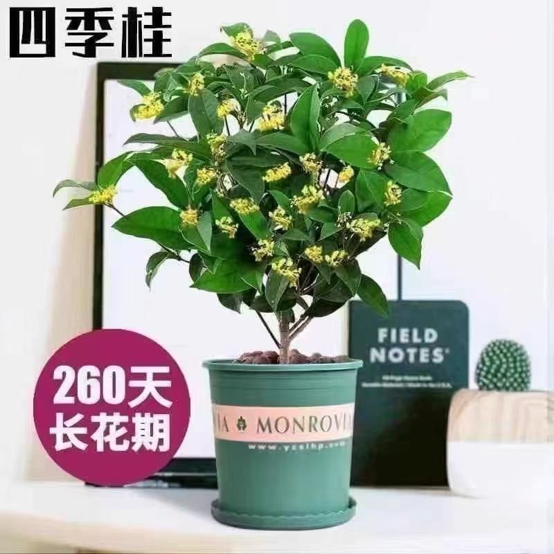 桂花小盆栽树苗四季桂金桂浓香型花卉四季开花室内庭院地栽不带花