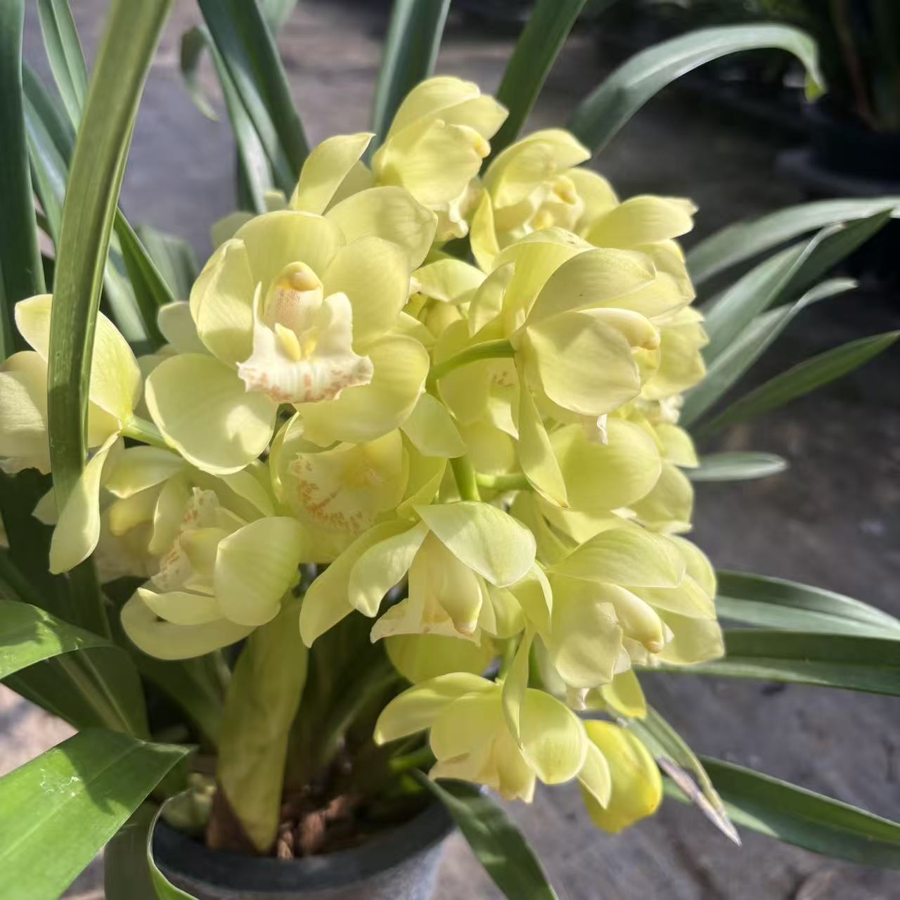黄瀑带花苞花剑浓香型室内外好养四季好养兰花盆栽