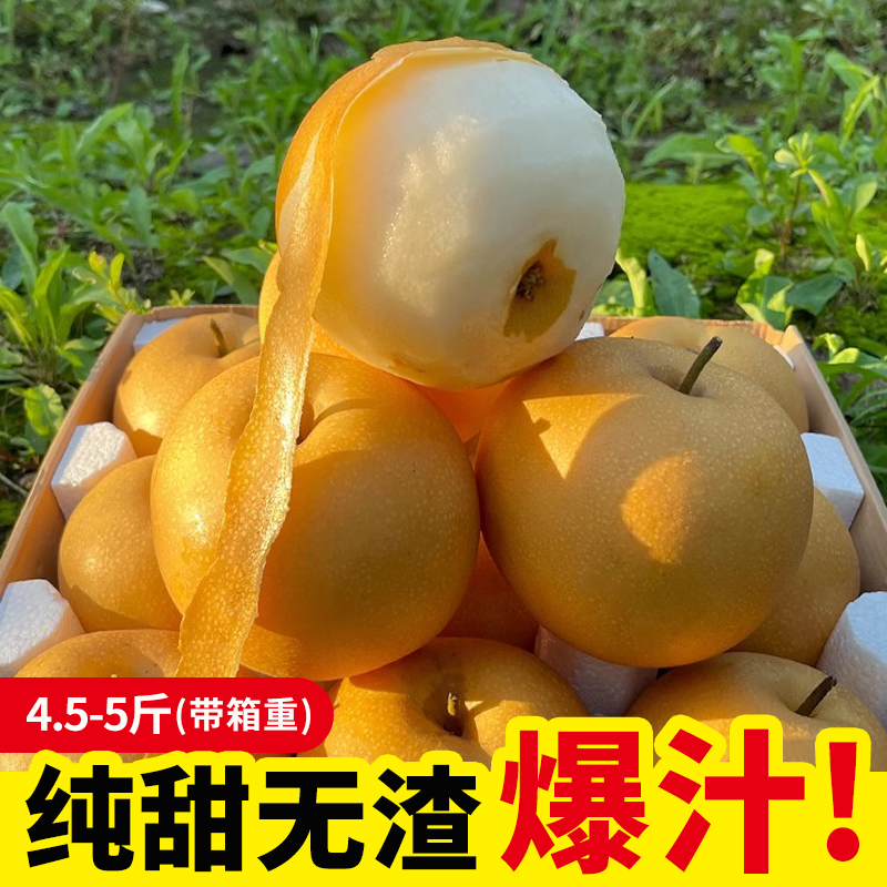 正宗山东鲁梨一号 现摘现发脆甜多汁当季新鲜水果 4.5斤 8.5斤