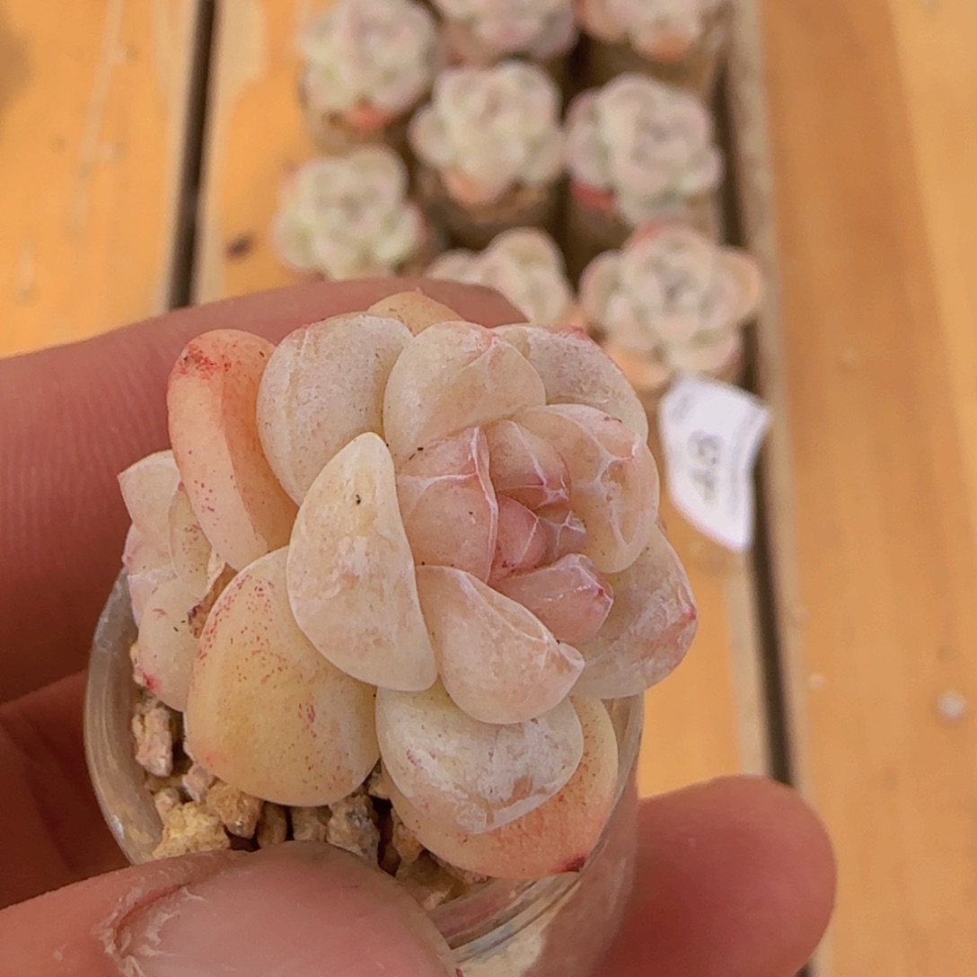 冰玉石化双头一颗