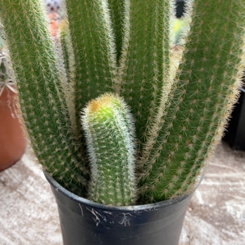 色黄色金女仙人球25米